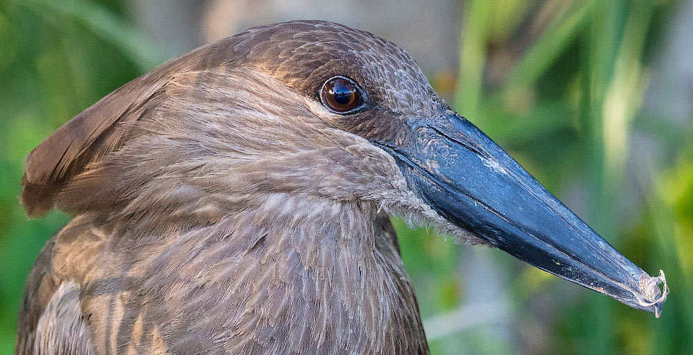 Hamerkop